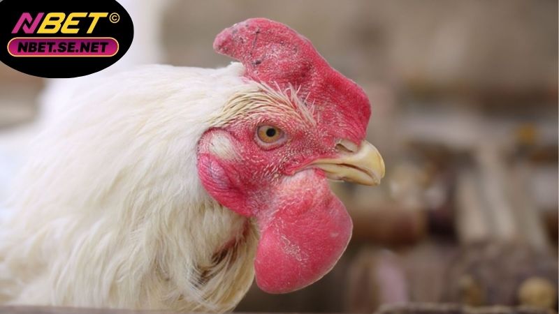 Bệnh tụ huyết trùng ở gà đá – Cách phòng tránh hiệu quả