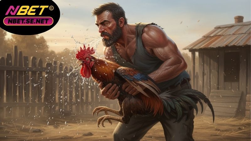 Cách làm nước cho gà đá - Giữ phong độ, sức bền cho chiến kê