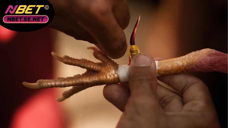 Cách xem chân gà đá cựa sắt, nhận diện chiến kê mạnh