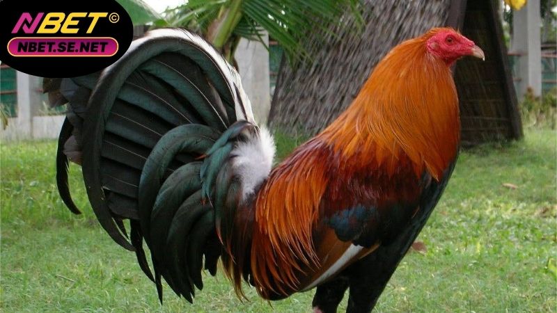 Gà Mỹ rặc dòng Kelso phong cách và lối đá tinh quái 