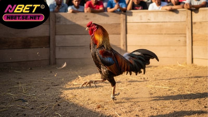 Kỹ thuật vần hơi cho gà chọi – Bí quyết tăng bo, bền sức